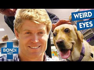 Dog's Bulging Eyes Look Ready to Explode! 💥 | Bondi Vet