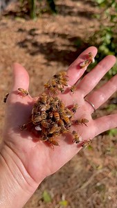 Queen balling is a fascinating but brutal behavior in honeybees. When a queen is no longer needed—either because she’s an imposter from another hive or she’s no longer producing eggs—the worker bees will form a tight ball around her. This generates heat through vibration, which can suffocate her or force her out of the hive. Watch closely as the colony takes extreme measures to protect its survival. | Elisha Bixler 🐝 Lover of Bees