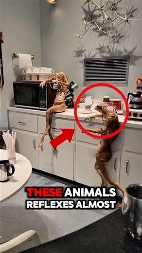 TOP 5 Fastest Animal Reflexes on Earth — Blink and You’ll Miss It