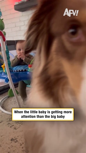 America's Funniest Home Videos on Instagram: "PET THE DOG 😡 #afv #dogs #funnyvideos"