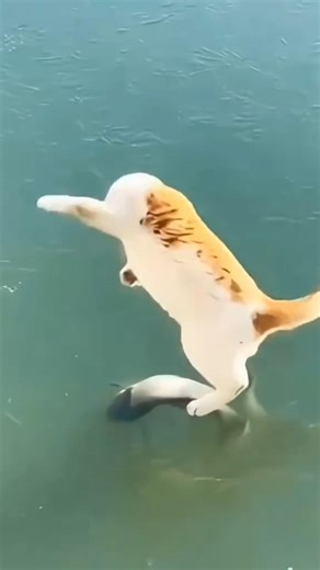 Gato y pez 🐟 #shorts #cat