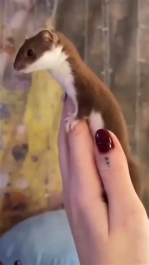 Ferret – The Cutest Thief Animal 😱 | Amazing Facts #ytshorts #facts