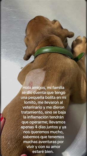 Soy un cachorro boxer #boxer #boxerdog #spot #familytime