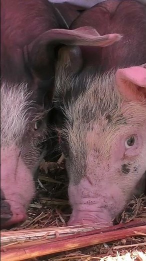 Dosis de ternura extrema 🐷✨#cerditos #piglets #animalesadorables