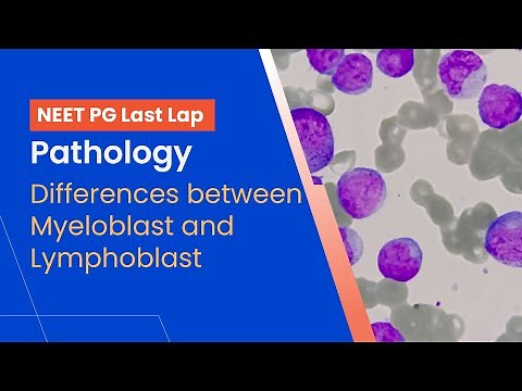 Pathology - Differences between Myeloblast and Lymphoblast