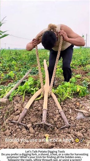 Harvesting Potatoes with a Garden Rake – Gentle on Tubers 🥔🧑‍🌾