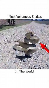 6.5K views · 71 reactions | Most Venomous Snakes In The Wild! | Safari Sarraah | Facebook