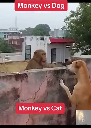 Monkey vs Cat: ¿Quién Ganará en Esta Pelea?