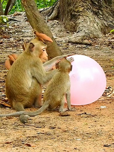 Funny monkey protect balloons 🎈 #adoreblemonkey #monkey #funnyanimals #beautifulmonkey #beautifulmonkey #popularvideo #monkeyvideo #popularvideo