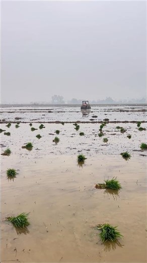 ja rahe ho December... #happynewyear #farming #status #viralvideo#youtube#shorts#farming#5050d#love