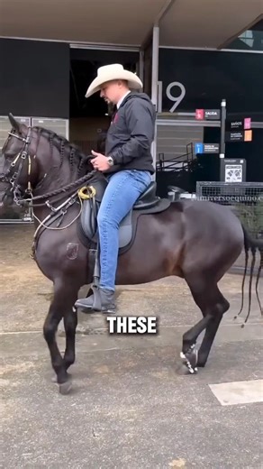 Discover Two Mesmerizing Facts About the Paso Fino Horse: The Natural 'Fine Step' Dancer. ​#PasoFino ​#SmoothGait ​#HorseFacts | Galloping Grace