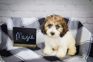 Best Seattle Cockapoos Available — Crockett Doodles