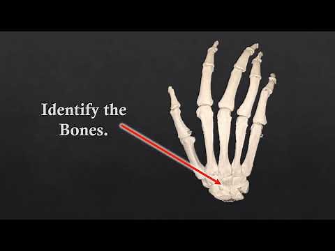 Complete Skeletal System Bones Virtual Flash Cards for Practical Exam Updated 3-17-2023