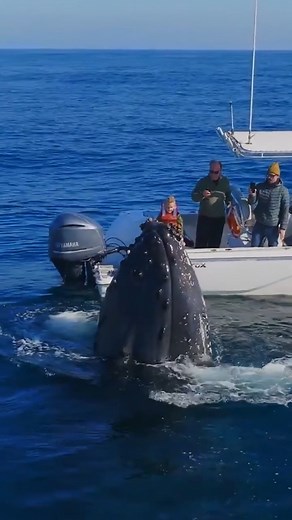 2K views · 57 reactions | Amazing Mammal! | Animals | Facebook