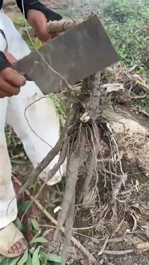 Fresh Cassava Root Harvesting Process #farming #vegetables #shorts