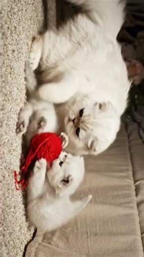 Cute Mother Cat playing with Baby Cat 🐈😺 #cat #animals #pets #kitten #cats #shorts