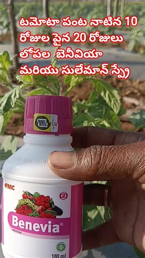 Tomato crop grows within 20 days after planting, Benivia Suleman #farming #agriculture #viralvideo