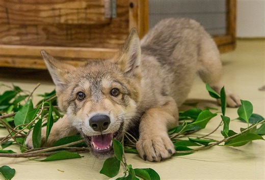 圣地亚哥动物园可爱的小狼Shadow | Cute Baby Wolf Puppy Playing at the San Diego Zoo
