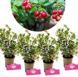 Set van 4 Vossenbes - Vaccinium vitis-idaea 'Koralle' - Vossenbes of Rode bosbes -... | bol