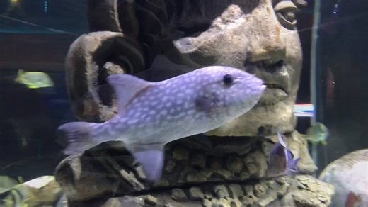 #DYK The rough triggerfish is a pelagic fish that is found in open tropical water worldwide? Learn more about this species in the Great Maya Reef exhibit at the Aquarium! | Audubon Aquarium