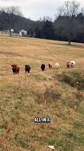 Mini Stampede🐮 | Katie Van Slyke