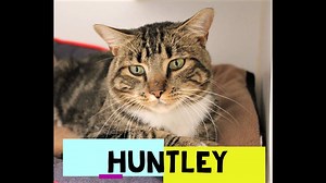 2.9K views · 45 reactions | **As of today these cats are currently still available for adoption! ** They can all be viewed in the Available Cats Album along with their up to date availability status. Please follow this link: https://www.facebook.com/pg/surreyanimalresourcecentre/photos/?tab=album&album_id=2765112616853610 (This video was made with the Video Editor on Windows 10) | Surrey Animal Resource Centre | Facebook