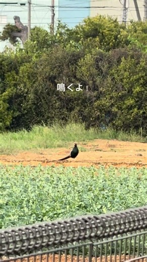 「雉が羽ばたきながら鳴く瞬間 #shorts