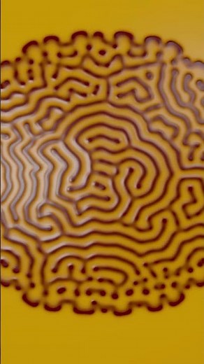 Watch This Chemical Maze Unmake Itself