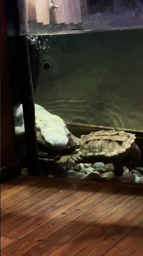 A hilarious compilation of funny turtle moments!#funny #animals #turtle #funnyvideos #fyp