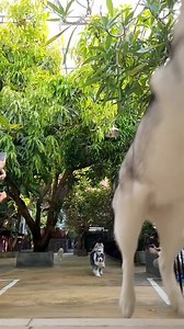 High Fliers😅😅😅 | TrueLove at Neverland