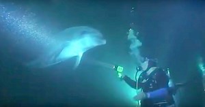 Dolphin In Distress Swims Up To Diver, Trusts Him And Asks For His Urgent Help