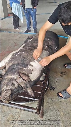 Why Pig Skin Is Scalded Before the Hair Is Removed #rurallife #livestocklife #farm