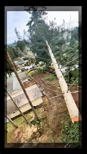 cutting tree climbing