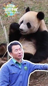 24K views · 11K reactions | 8 years ago, grandpa Kang came to China to learn how to be a panda keeper. Let's keep the trace where the story began and review his training routine! #FriendshipMessenger #CCRCGP #PandasWorldTravel Sweet memories of panda baby and mom, please check out: https://t.hk.uy/bBwP | iPanda | Facebook