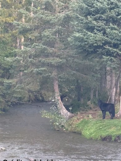 La grabación fue tomada el 4 de septiembre de 2025 en Columbia Británica, Cánada. Video tomado desde el grupo Zooposting: animales. Referencias: - Stahler, Daniel & Heinrich, Bernd & Smith, Douglas. (2002). Common ravens, Corvus corax, preferentially associate with grey wolves, Canis lupus, as a foraging strategy in winter. Animal Behaviour. 64. 283-290. 10.1006/anbe.2002.3047. _ aczensky, Petra & Hayes, Robert & Promberger, Christoph. (2009). Effect of raven Corvus corax scavenging on the kill 