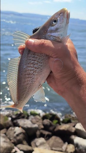 found a spot full of big Atlantic croaker 💥🎣. they delicious #croaker #fishing #brooklyn