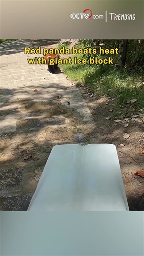 52K views · 589 reactions | At Shanghai Wild Animal Park, keepers found a cool way to help red pandas escape the summer heat, by bringing in a massive block of ice. One panda wasted no time sprawling across it, stretching out in total comfort and delight, quickly winning hearts online. #Trending #ChorusofLife | CCTV | Facebook
