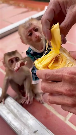 Baby monkey so cute😋🥰#trending #animals #funny #fyp #monkey