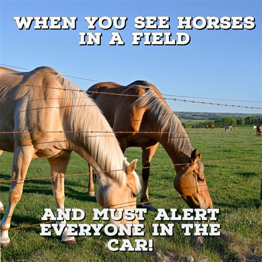 Horses!!! Horses everyone!!!!!! | Horse Sense