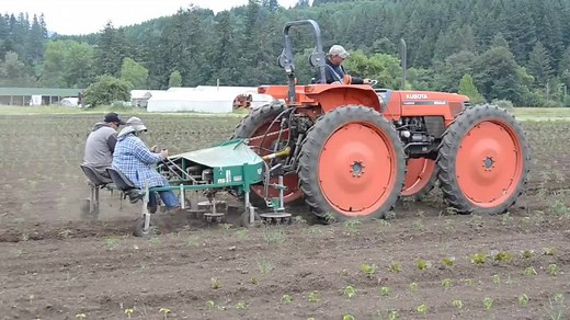 Using our Eco Weeder to weed through our pepper seed crops. | Territorial Seed Company