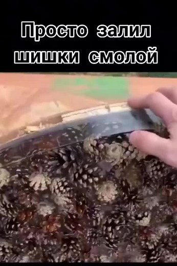 Creative Uses for Pine Cones in Outdoor Projects