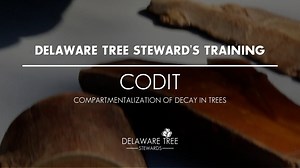 Delaware Tree Steward's Training: Compartmentalization of Decay in Trees (CODIT)
