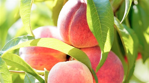 If you like picking fruit fresh from a tree, these North Jersey farms are for you