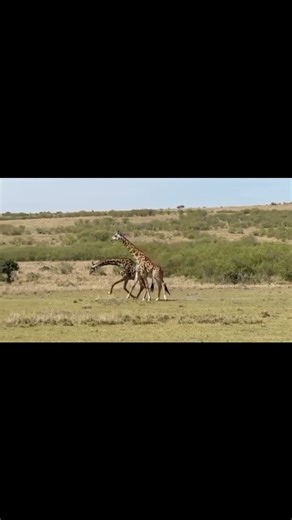 A Fight to Death? Giraffes Settle the Score