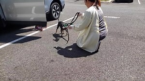 7.2K views · 143 reactions | Not every dog available for adoption at...