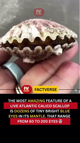 Fascinating Scallops: Nature's High-Tech Creatures
