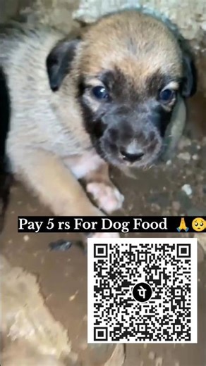 Please Help Dog Food #dogcharity dog Helper India