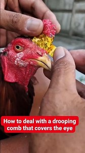 🐓 How to Deal With a Drooping Comb That Covers the Eye | Easy & Safe Chicken Care Guide 👁️ /Rooster