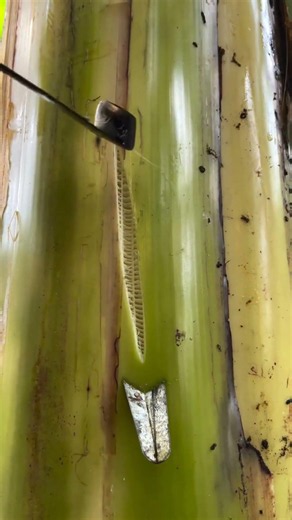 Satisfying Banana Stem Carving & Leaf Art Skills ✨