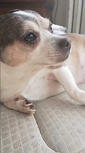 dog vs cat vs quails